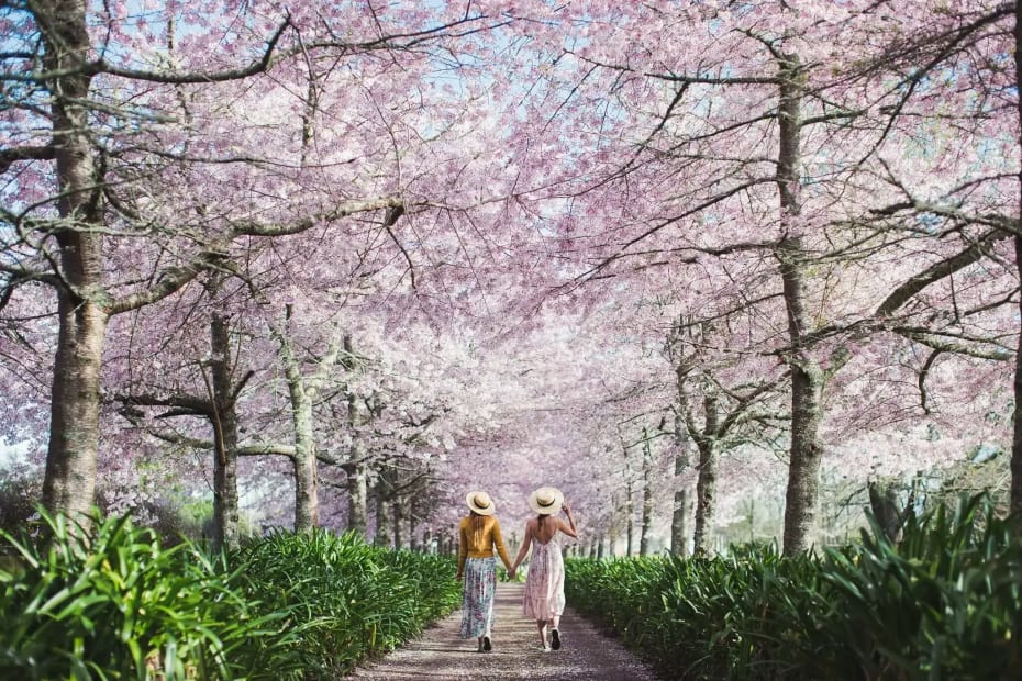 Bloss Fest NZ Cherry Blossom Festival